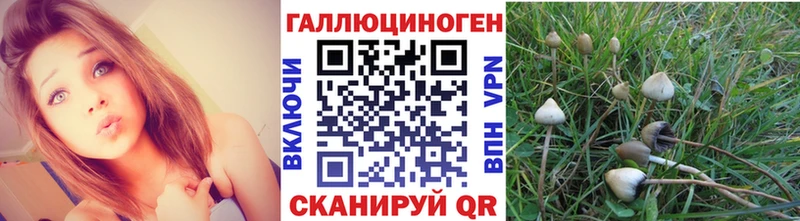 Псилоцибиновые грибы Psilocybe  Туймазы 